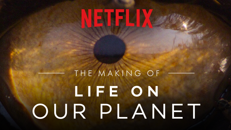 More Info for The Making of Life on Our Planet